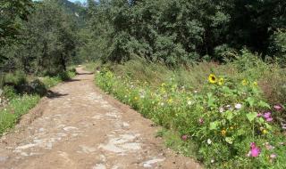 走在乡间的小路上原唱 乡间的小路原唱
