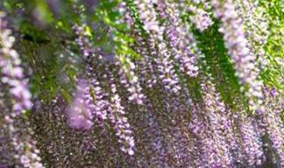 紫藤萝瀑布用倒叙写一篇 紫藤萝瀑布课文笔记