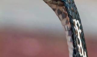 中华眼镜蛇 中华眼镜蛇