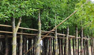 香樟树价格 香樟树价格