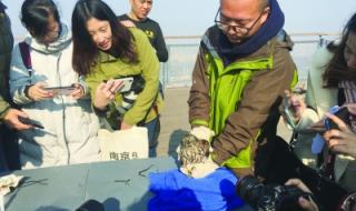 江苏爱鸟周是几月几日 江苏爱鸟周是几月几日