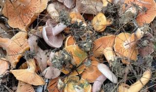 瑞丽哪里可以捡野生菌子 村民捡到巨型野生菌