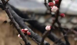 桃花雪的寓意和象征