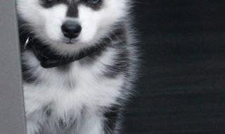 西高地白梗犬能长多大 西高地犬多少钱一只