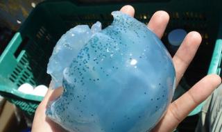 巨大水母群覆盖海面